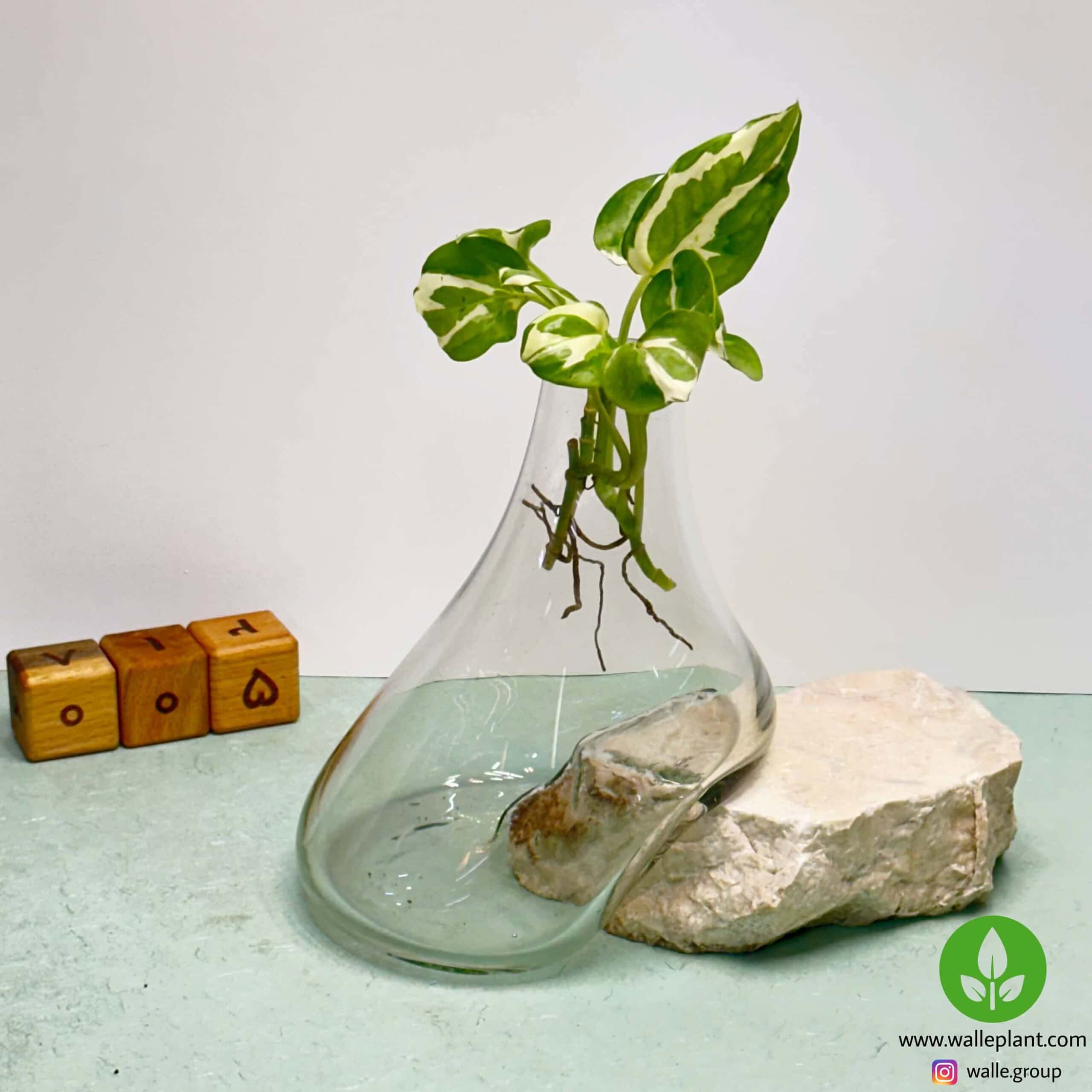 گلدان شیشه و سنگ 005 گلدان شیشه و سنگ 005