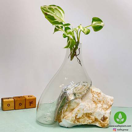 گلدان شیشه و سنگ 004