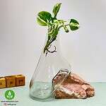 گلدان شیشه و سنگ 003