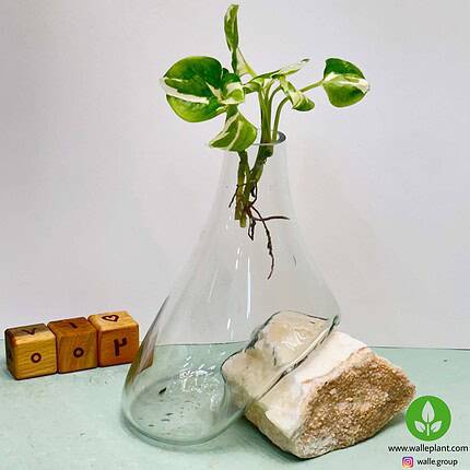 گلدان شیشه و سنگ 002