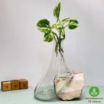 گلدان شیشه و سنگ
