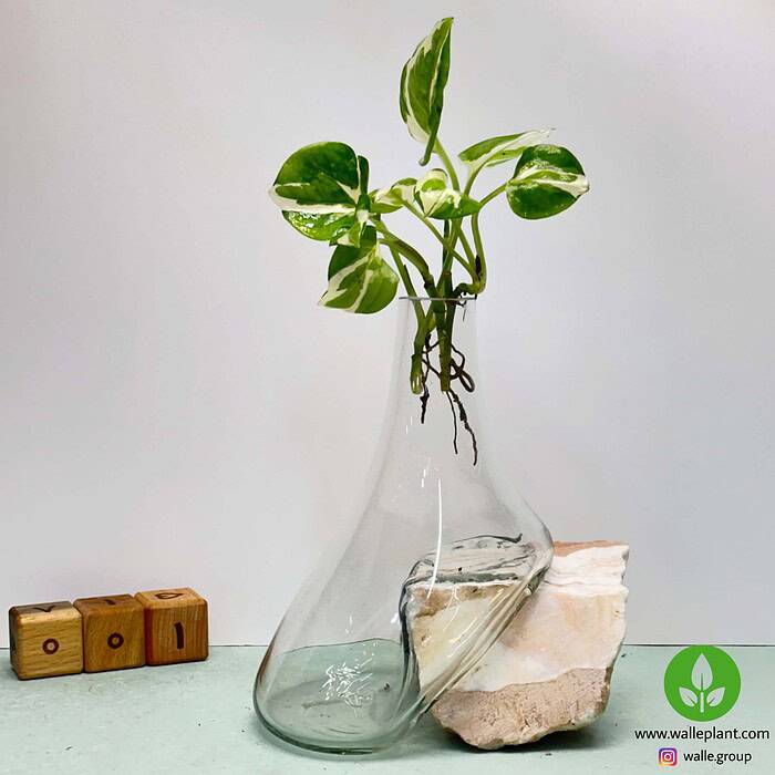 گلدان شیشه و سنگ