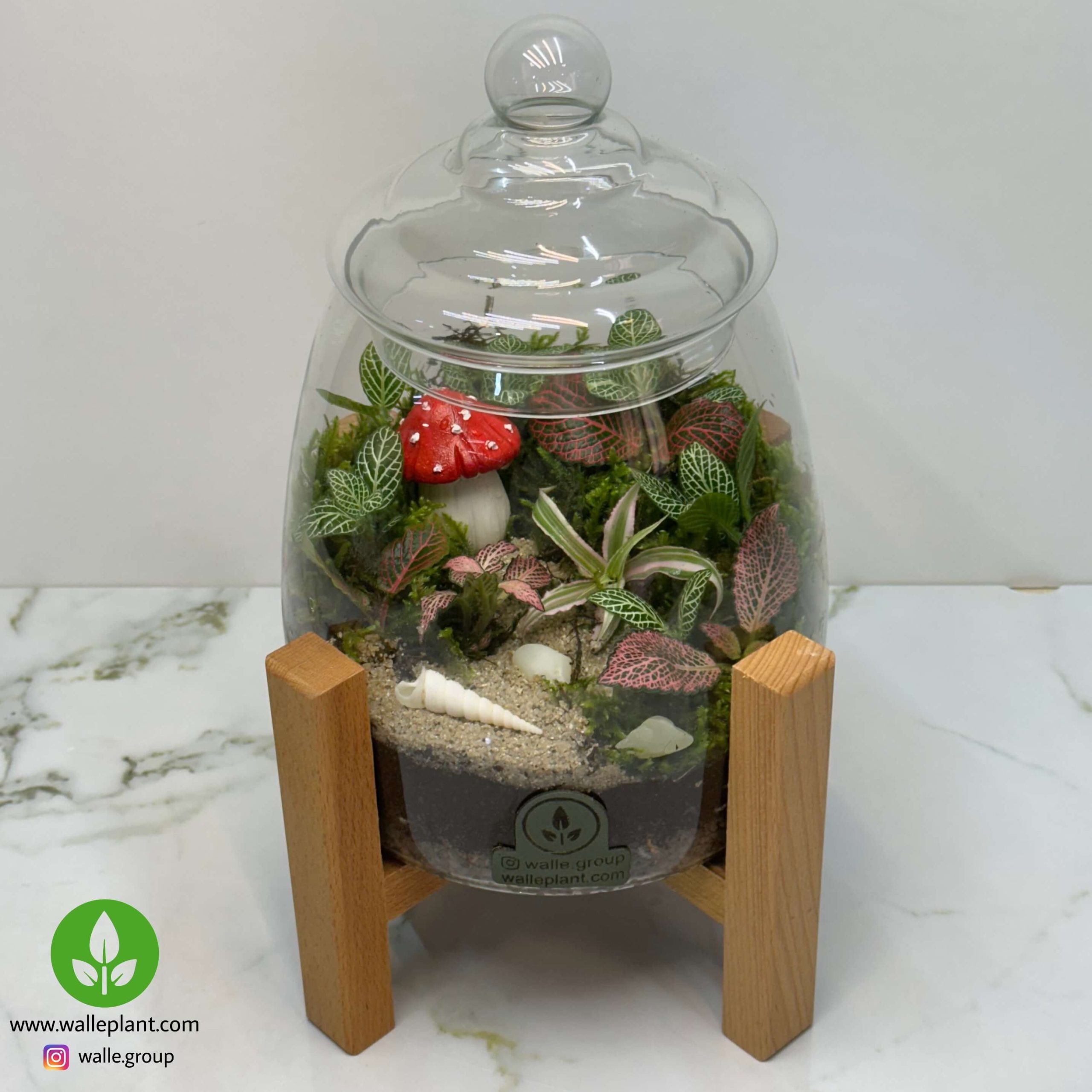 تراریوم با قارج تراریوم آهو + پایه چوبی 2 - Image 1