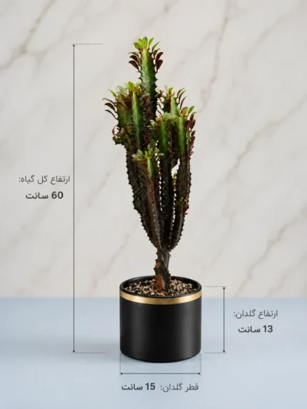 افربیا تریگنا