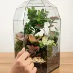 تراریوم بونسای گنبدی مینی