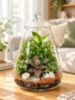 تراریوم درب دار مخروطی