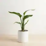 نخل نیکولای