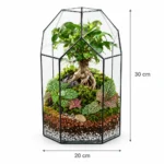 تراریوم بونسای مدل مانتیس - Image 2