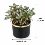 گیاه فیتونیا صورتی - تصویر 2