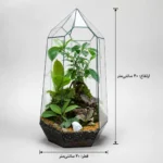 تراریوم بونسای سورنا - Image 2