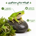 قورباغه درختی سبز مینیاتوری (مخصوص تراریوم و ویواریوم) - تصویر 2