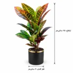 گیاه کروتن - تصویر 2